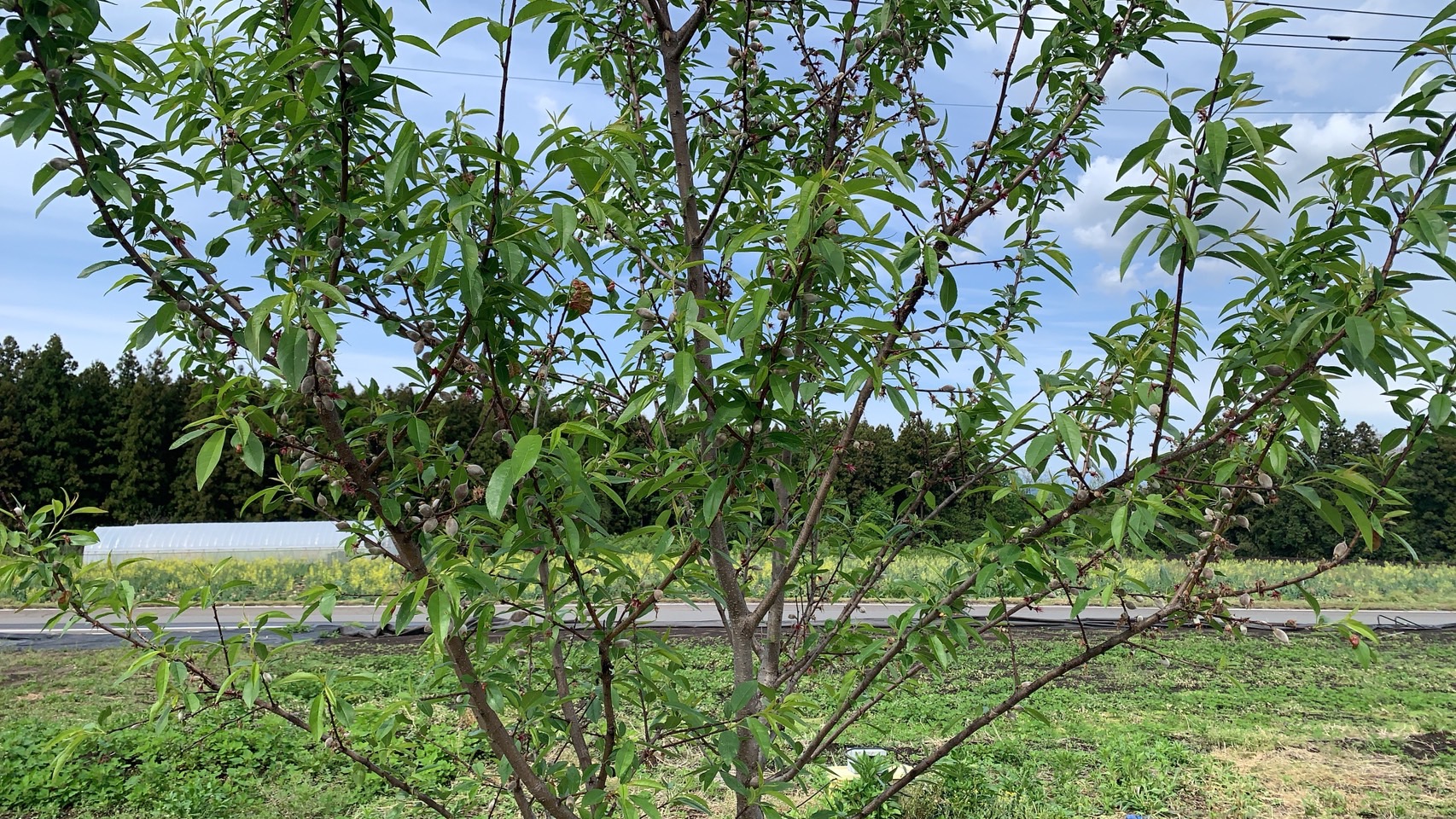 アーモンドの実